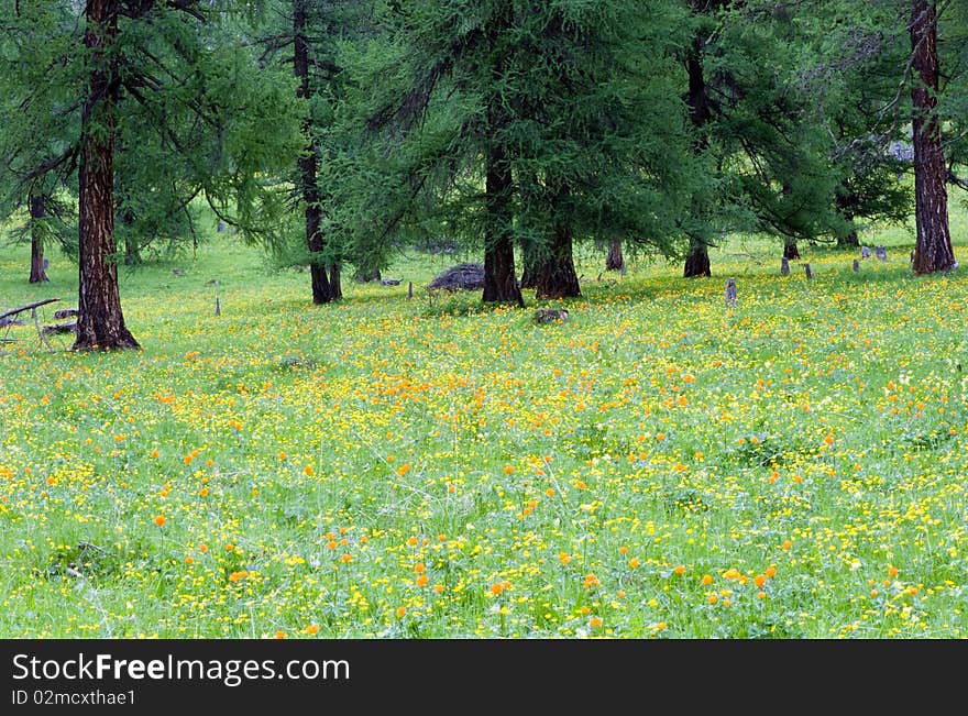 Panorama of a large forest against mountains. Panorama of a large forest against mountains