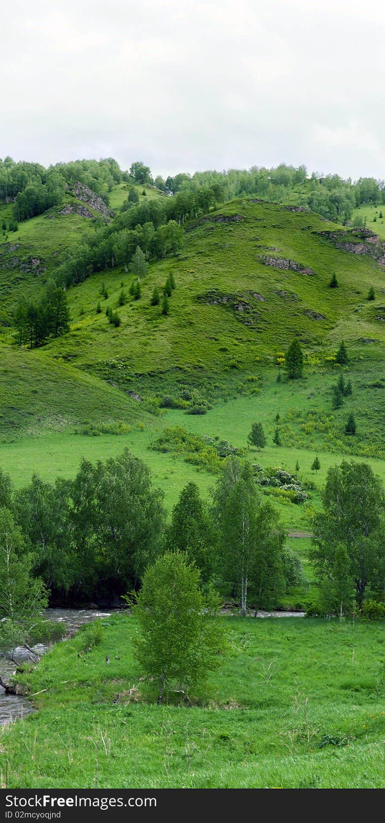 Panorama of hills and mountain vegetation. Panorama of hills and mountain vegetation