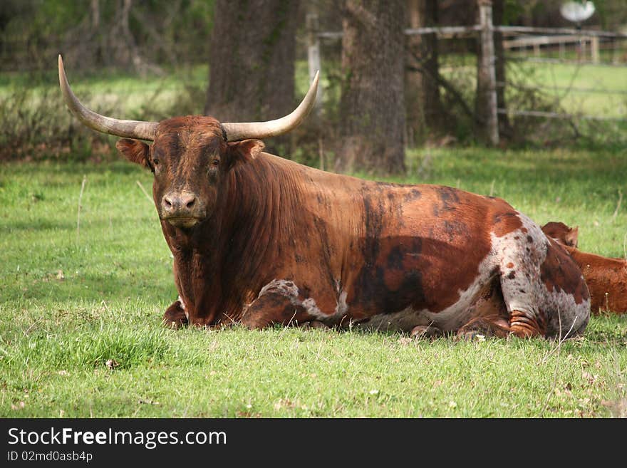 Texas Longhorn bull showing a beautiful profile of his horns. He is young and his horns can get much larger. Texas Longhorn bull showing a beautiful profile of his horns. He is young and his horns can get much larger.