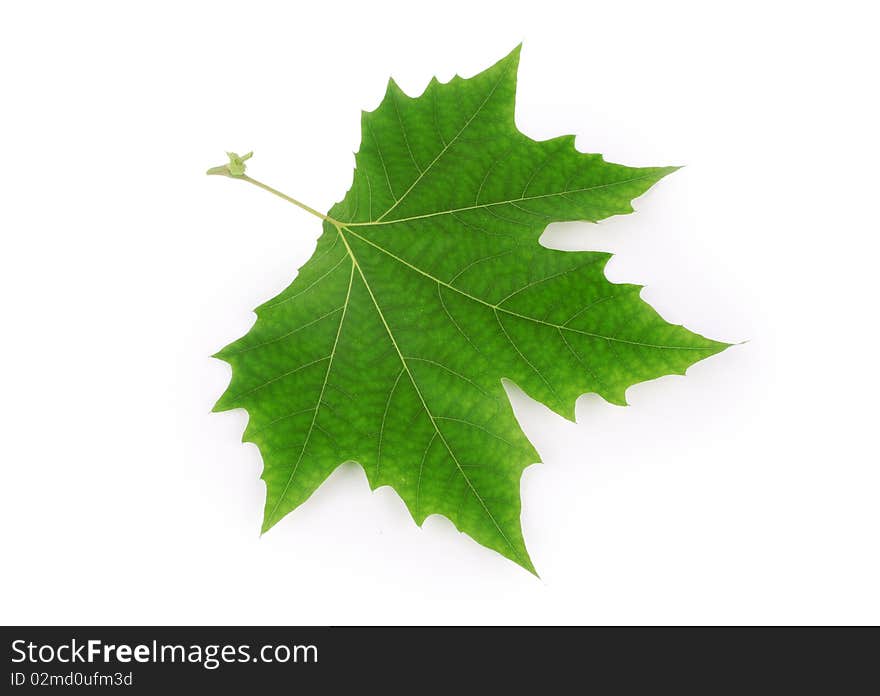 Plane Tree Leaf