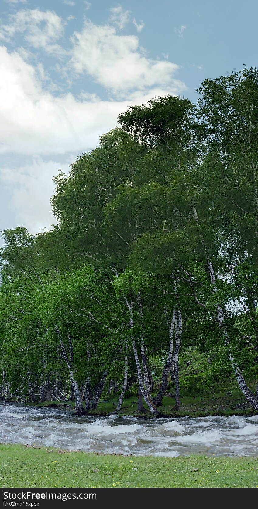 Panorama of a large forest against mountains. Panorama of a large forest against mountains