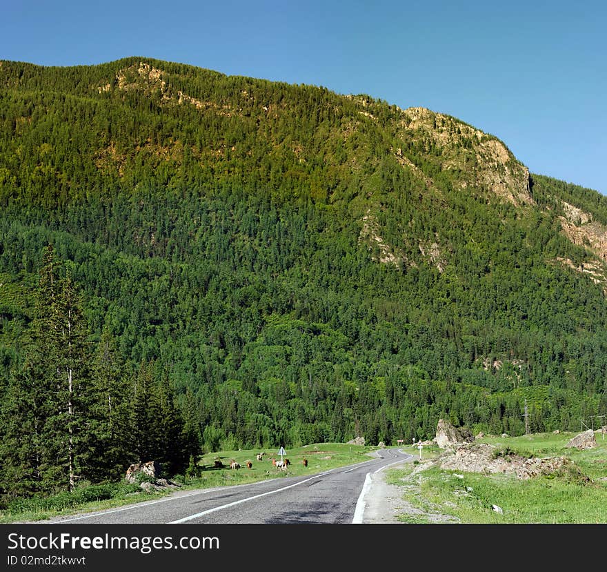 Panorama of hills and mountain vegetation. Panorama of hills and mountain vegetation