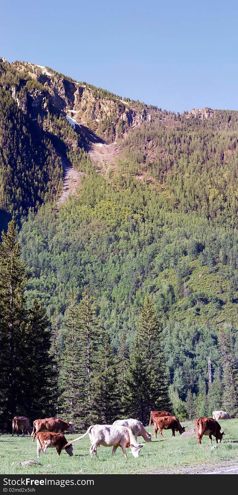 Panorama of hills and mountain vegetation. Panorama of hills and mountain vegetation