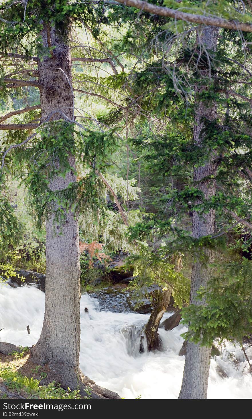 Panorama of a large forest against mountains. Panorama of a large forest against mountains