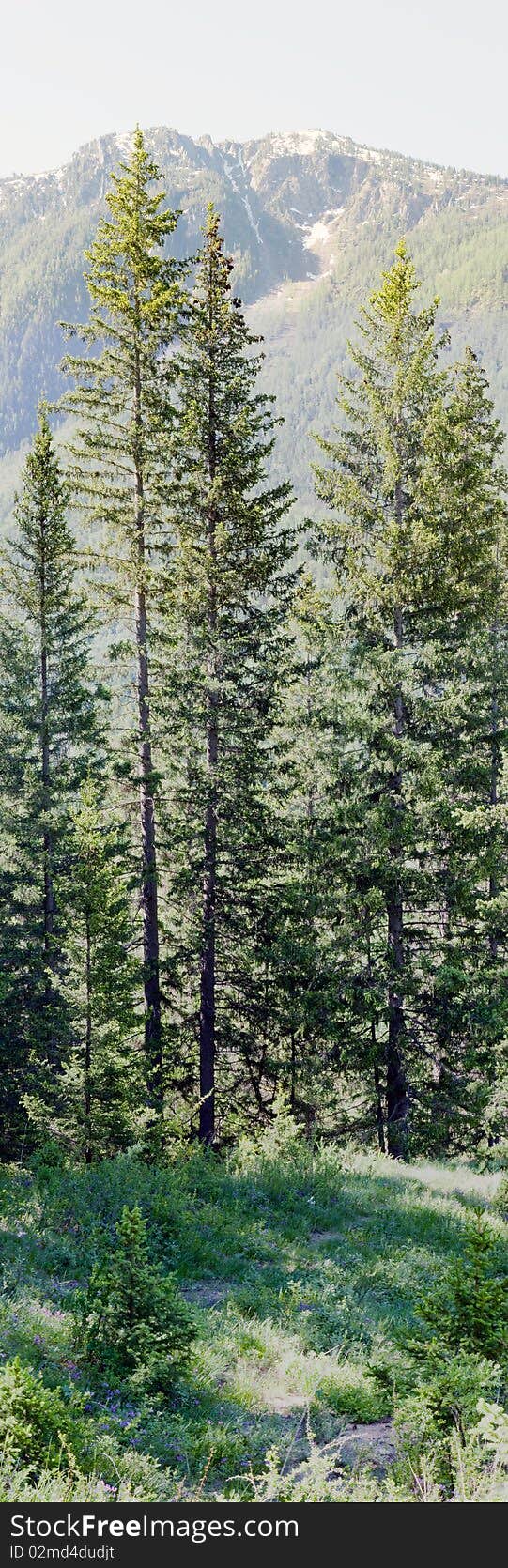 Panorama of a large forest against mountains. Panorama of a large forest against mountains