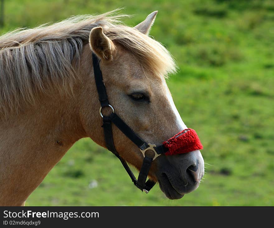 Brown horse wtih red halter with green background