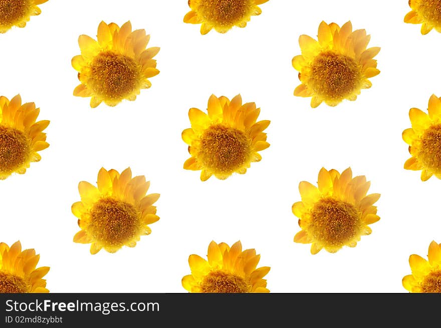 Yellow strawflowers Xerochrysum bracteatum
or helychrysum immortelle over white