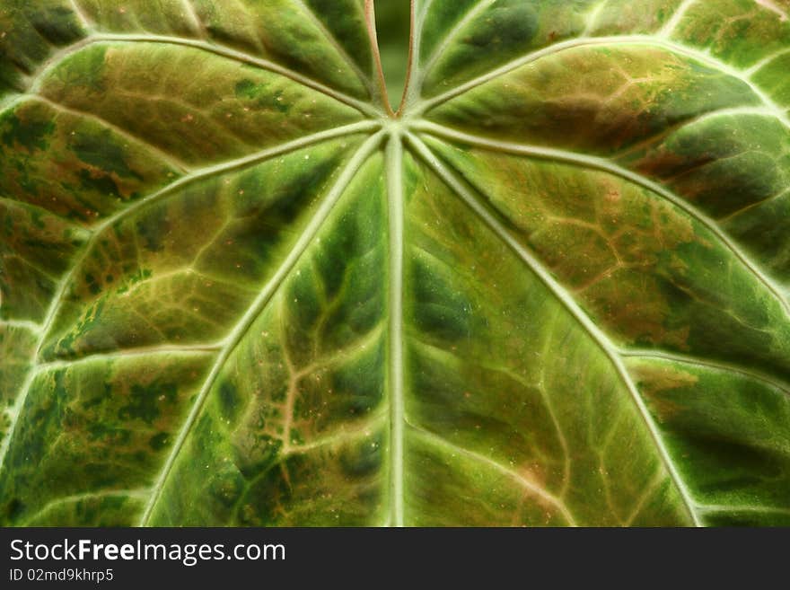 Leaf Texture