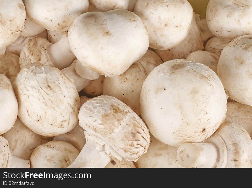 White Mushroom Background