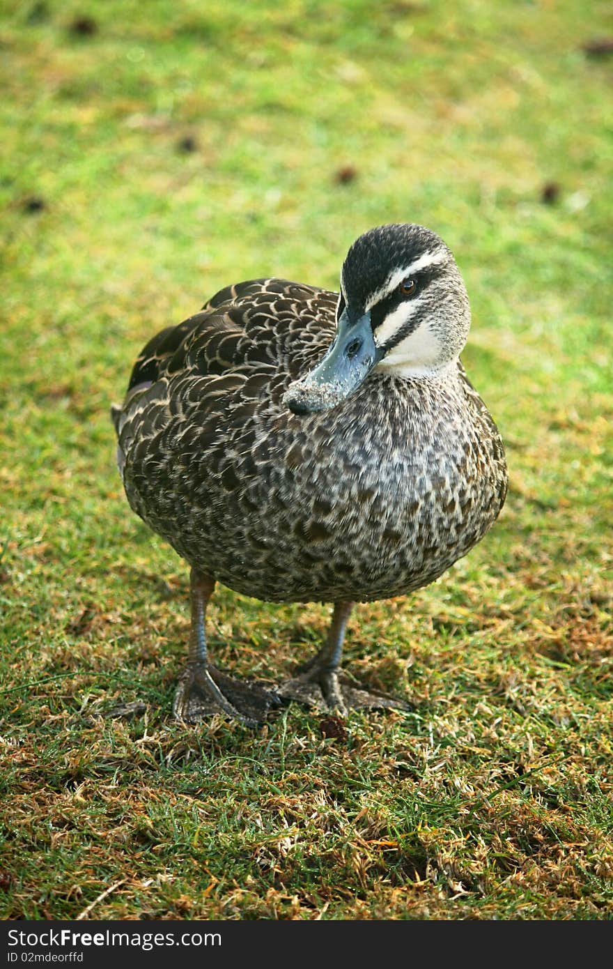 Pacific Black Duck has sand on it's beak from searching around the dirt & grass for food.