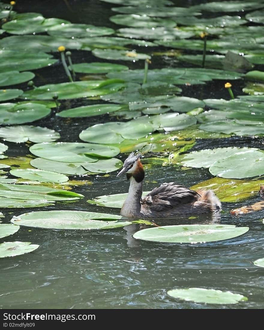 Crested grebe bird on a pond