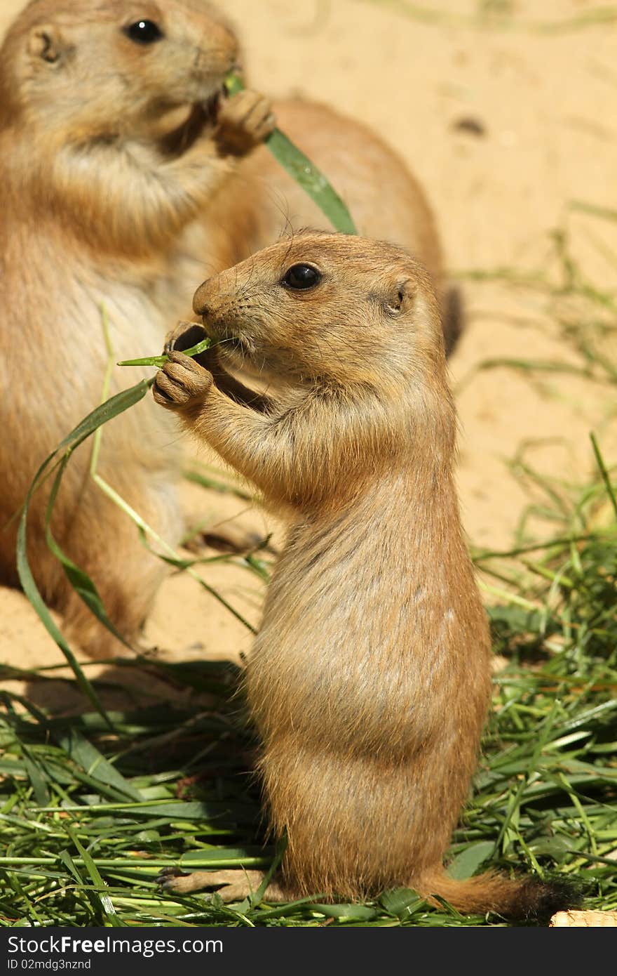 Animals: Baby prairie dog eating grass