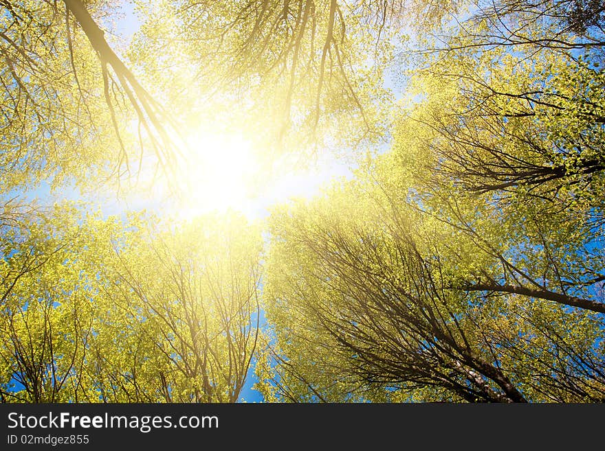 Spring in the forest with beautiful