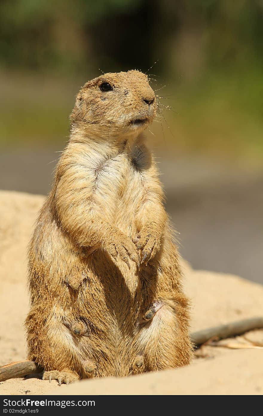 Prairie dog coverd with sand standing upright