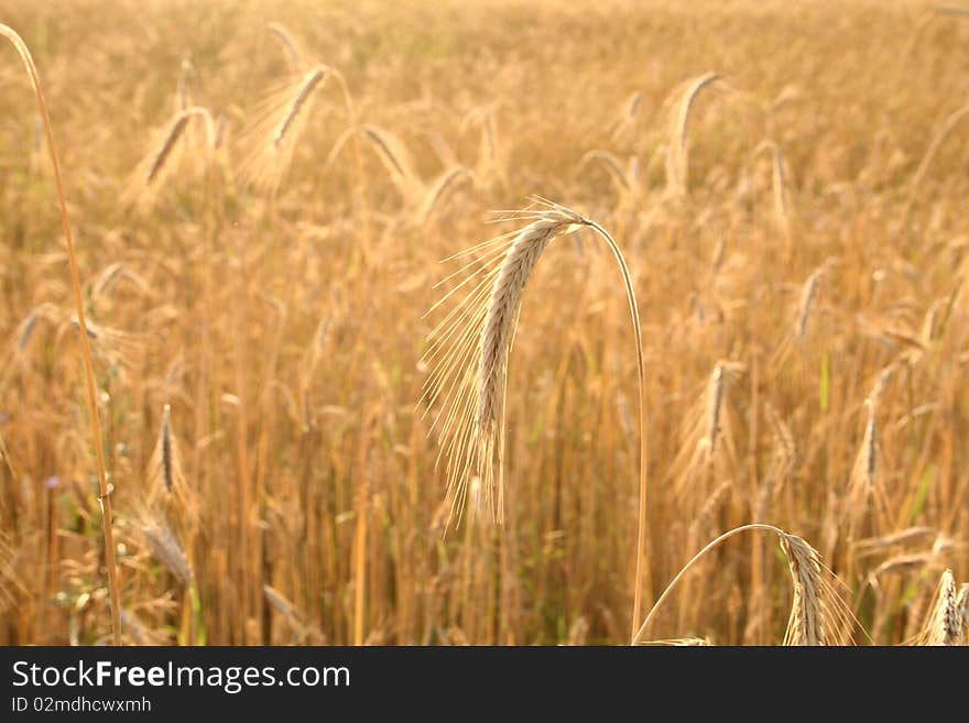 Field Of Cereal With An Ear Of Rye In Front