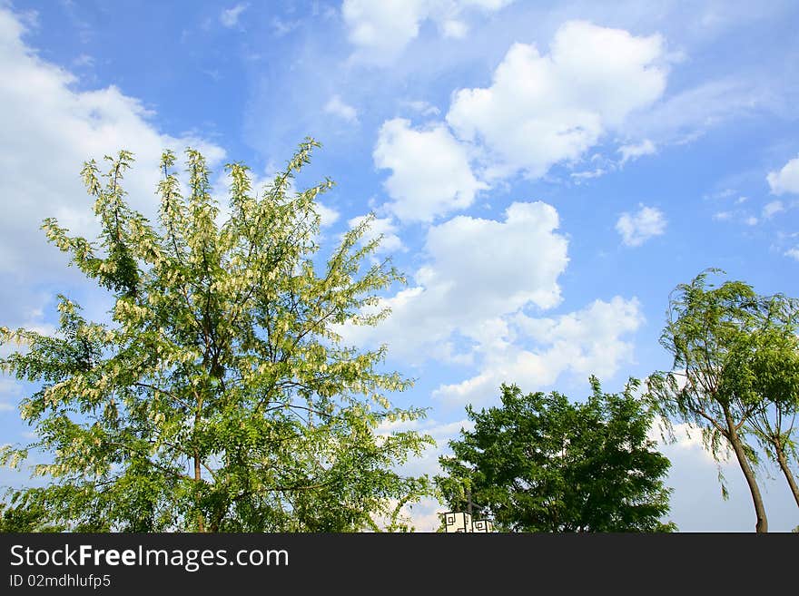 Green trees under the blue sky and white clouds. Green trees under the blue sky and white clouds