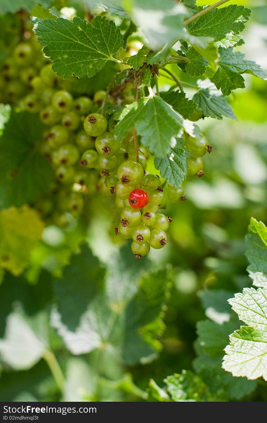 Currants on shrub