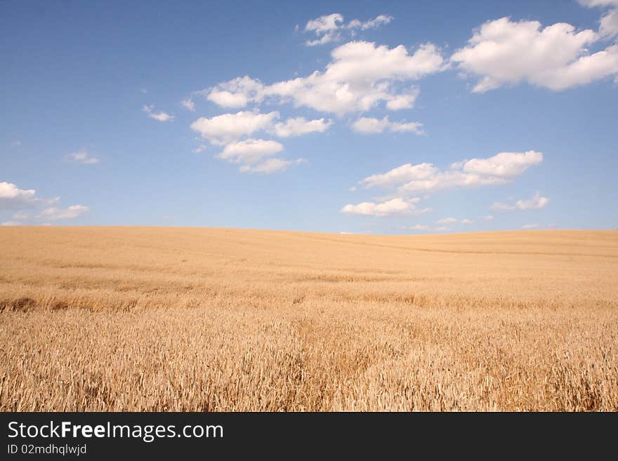 Field of cereal whith blue sky and white clouds above it