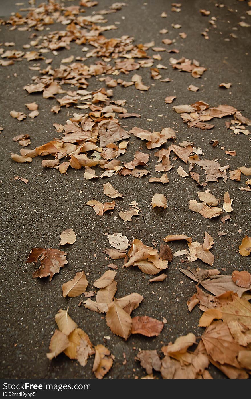 Fallen leaves on the sidewalk