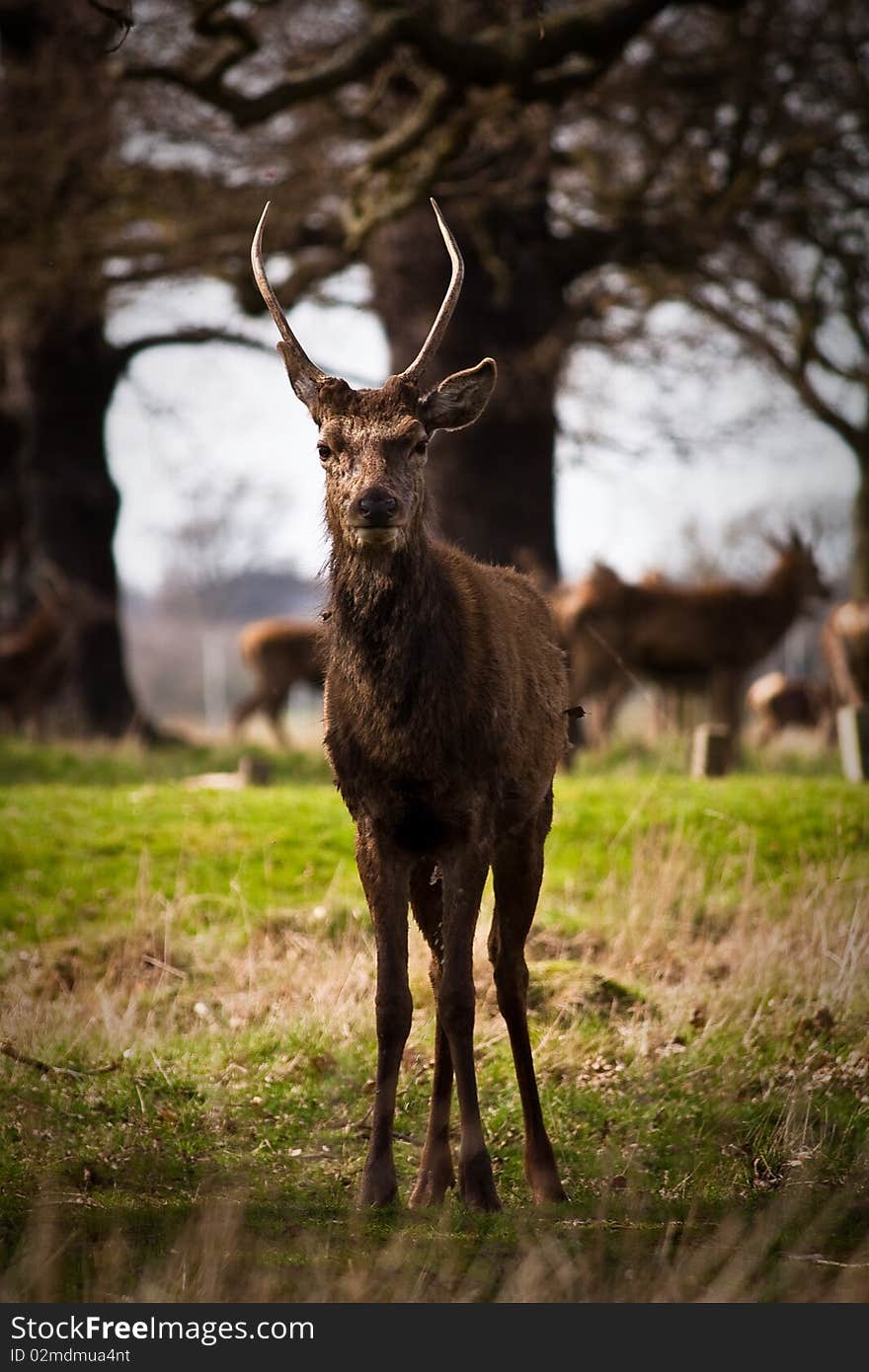 A deer in Richmond Park. A deer in Richmond Park