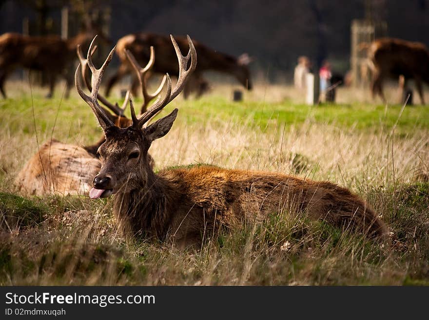 A deer in Richmond Park. A deer in Richmond Park