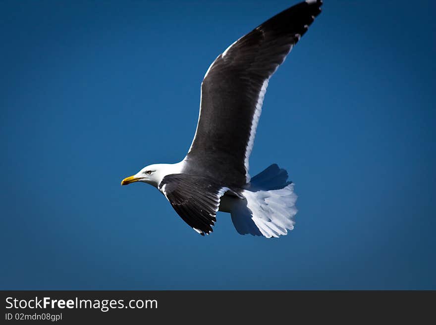 Sea Gull In Flight