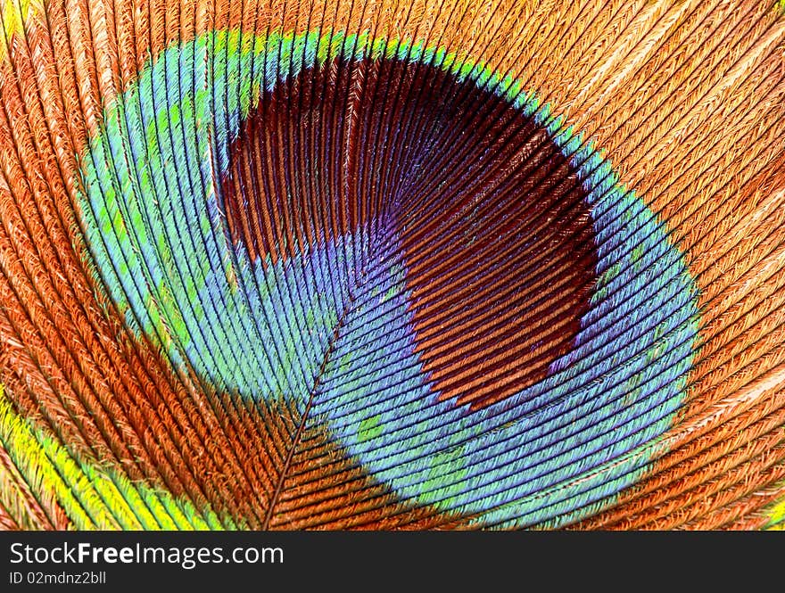 Closeup of a Peacock feather