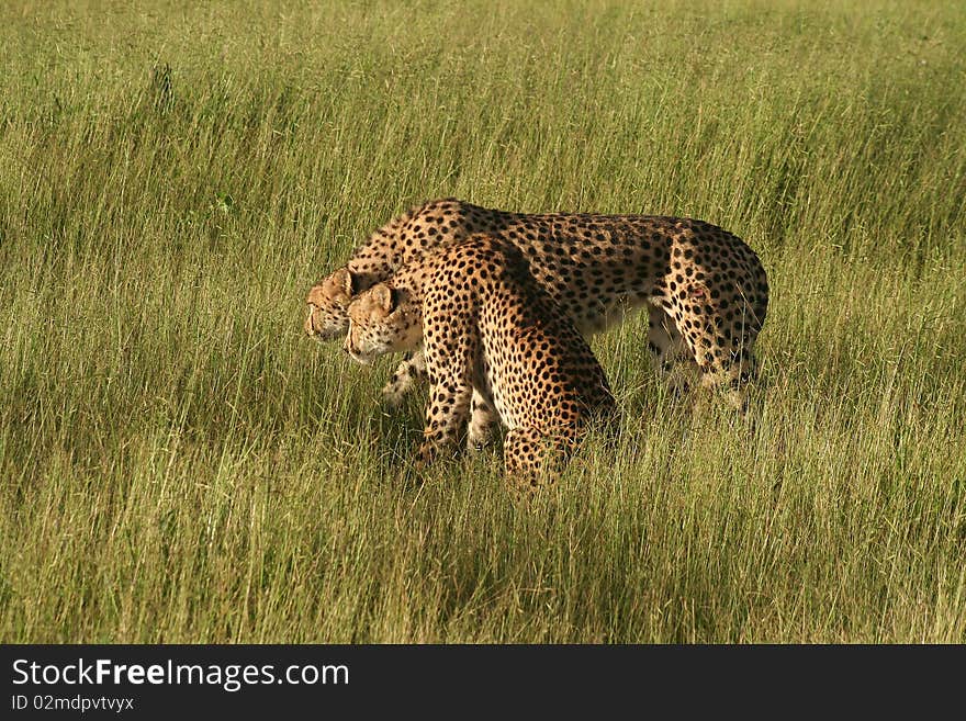 Cheetahs In Golden Afternoon Light, Okavango