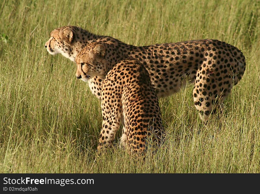 Cheetahs in golden afternoon light, Okavango