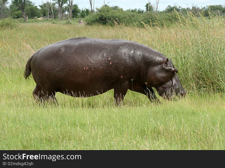 Hippopotamus On Land In The Okavango