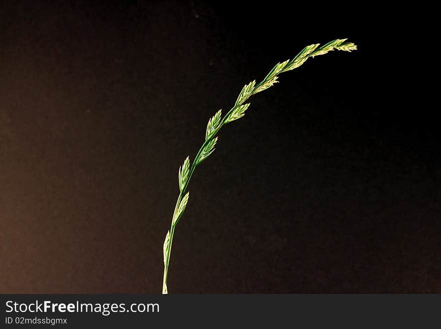 Single blade of grass in front of free black background,