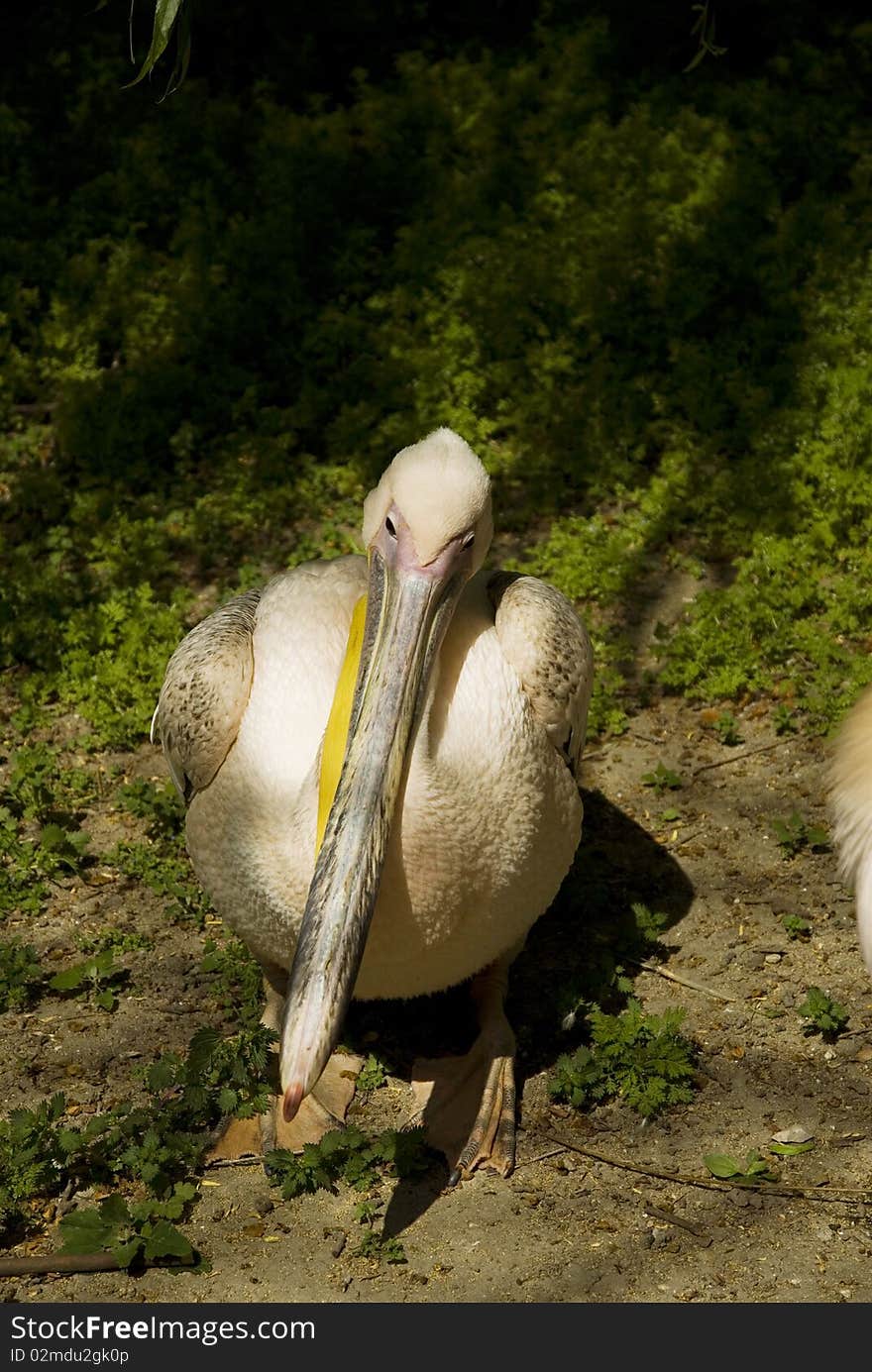 Pelican