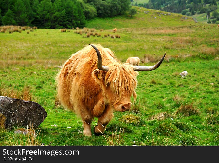 Scottish buffalo, highlander on the field