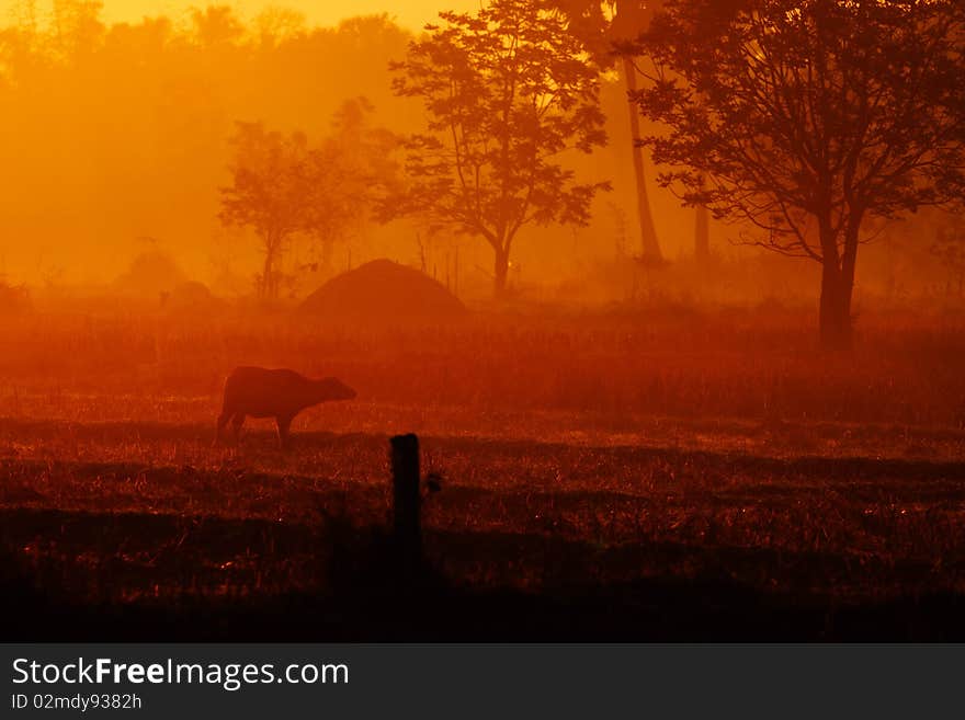 On the morning in thai country. On the morning in thai country