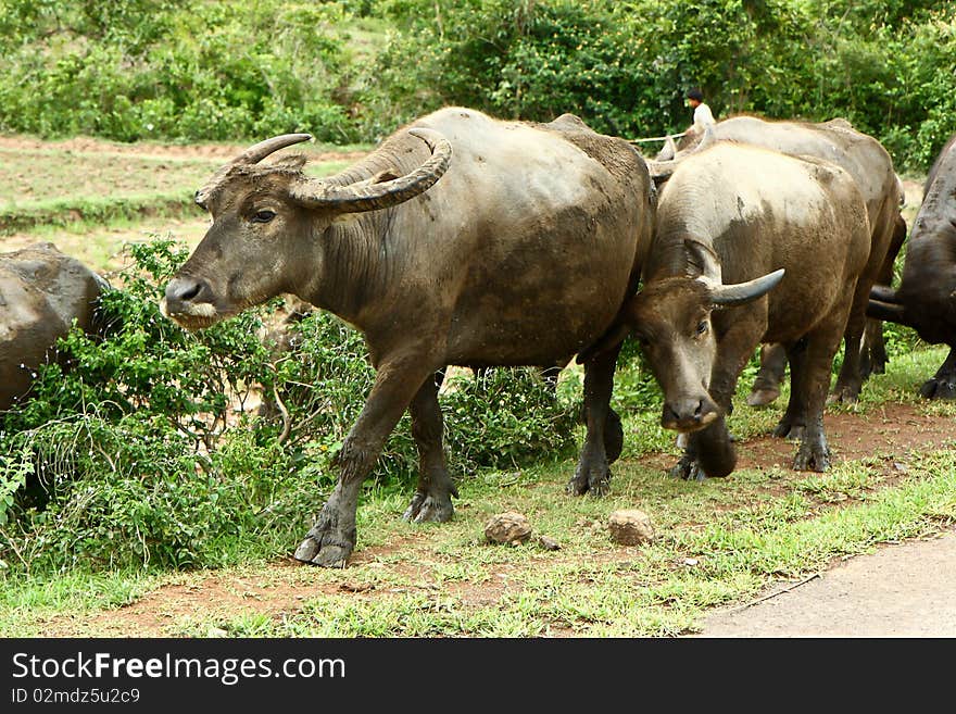 Vietnam buffalos is walking to pasture. Vietnam buffalos is walking to pasture