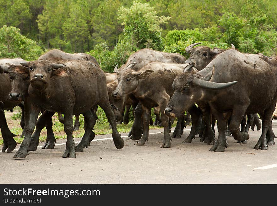 Vietnam buffalos is walking on road. Vietnam buffalos is walking on road