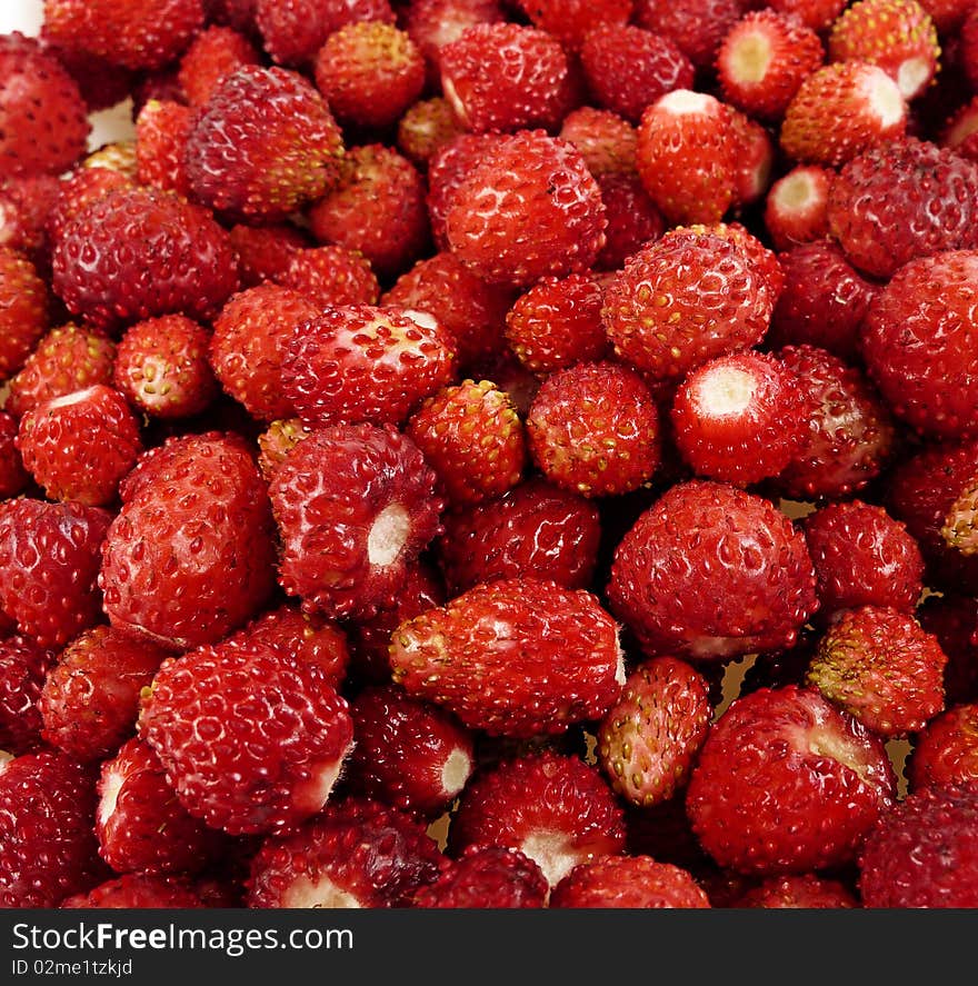 Wild forest strawberry close up. Wild forest strawberry close up