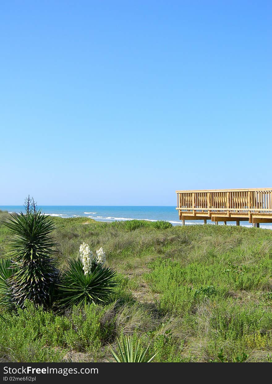 Florida Beach And Dunes