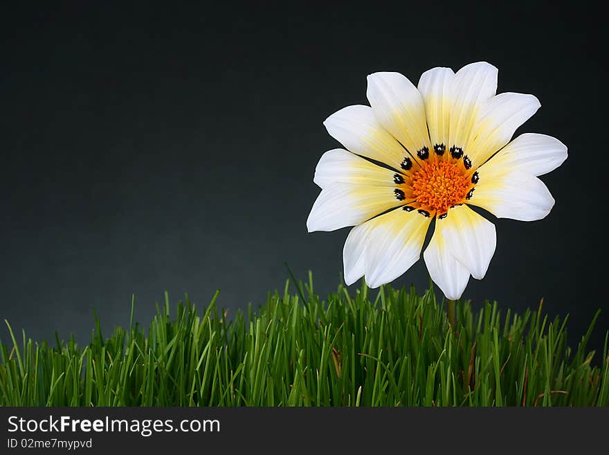 Flower with white-yellow petals in a grass on darkly grey background.