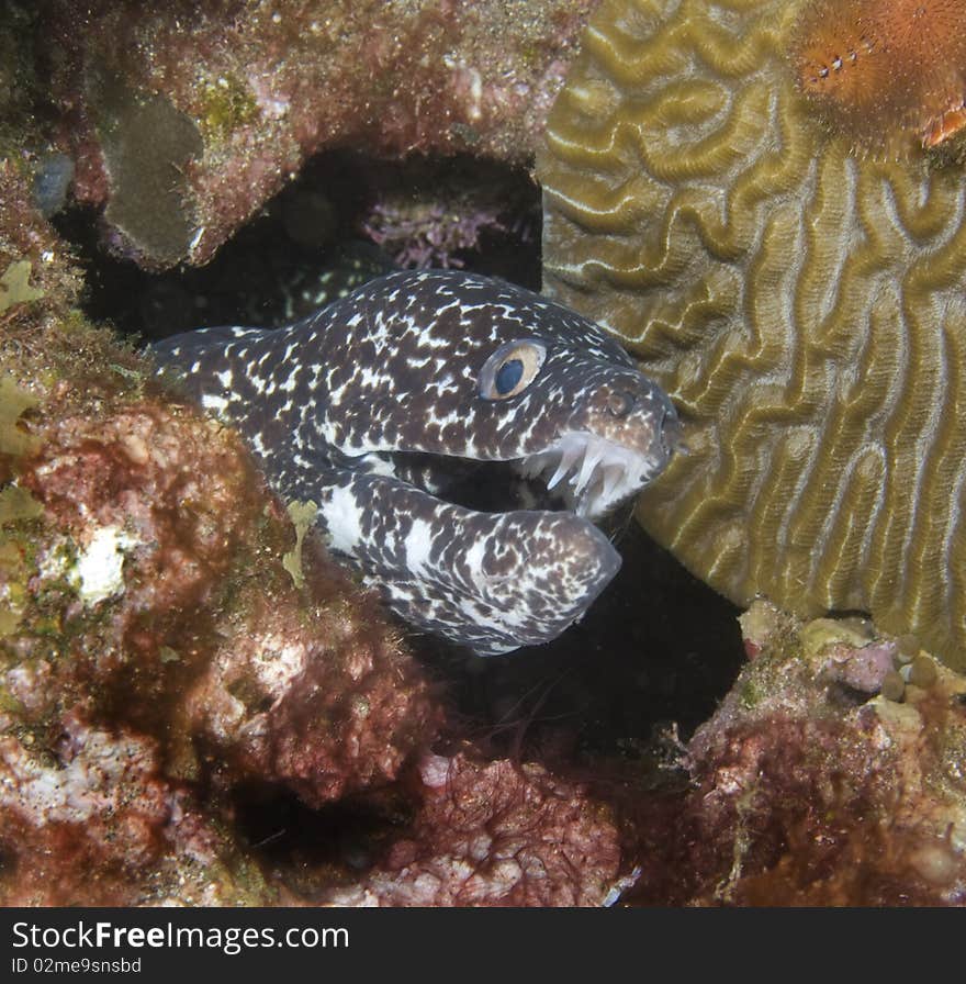 Spotted Moray Eel Close-up