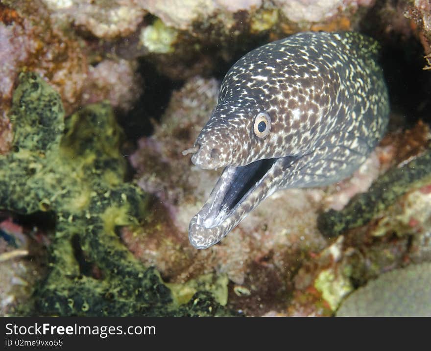 Spotted Moray Eel Close-up in the Caribbean Sea