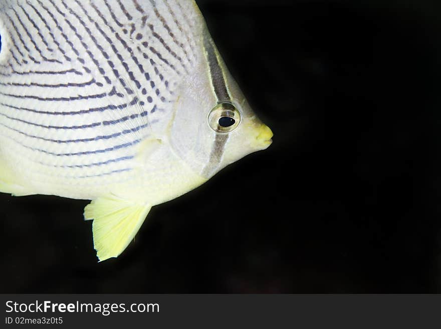 Foureye Butterflyfish