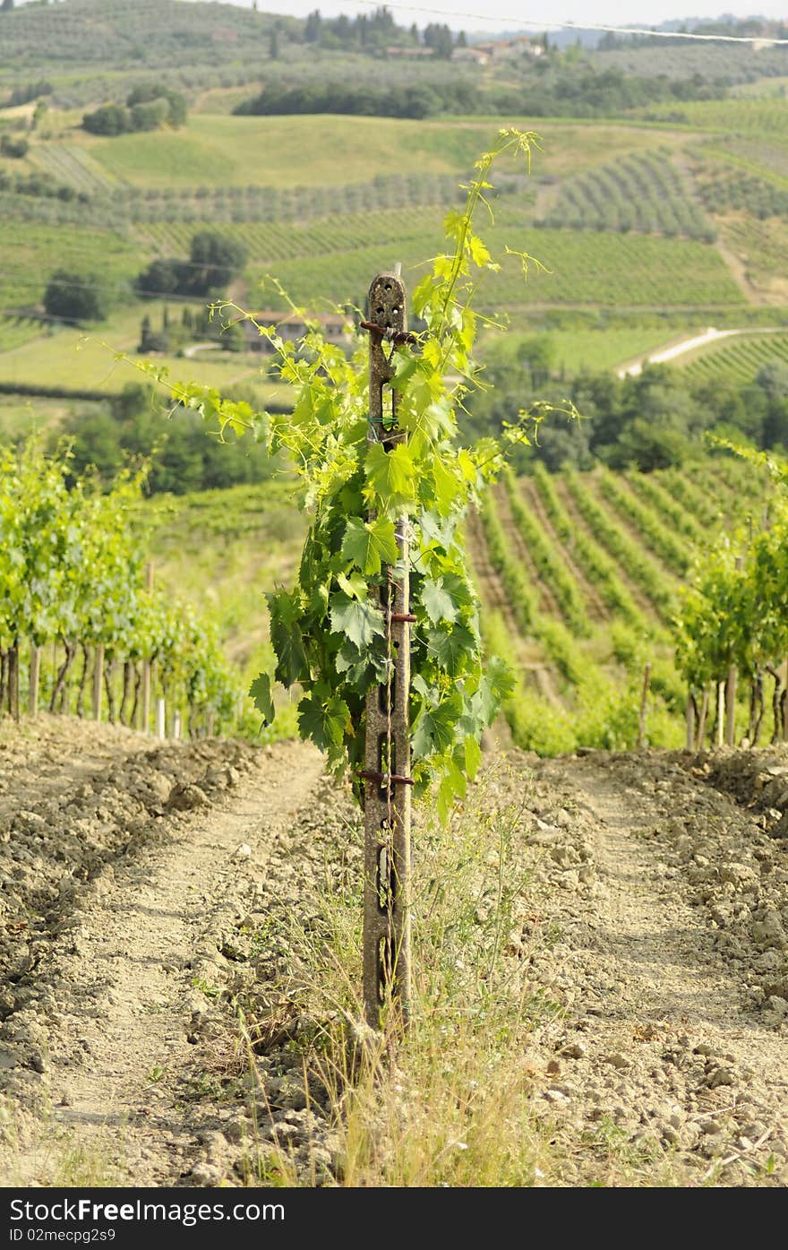 Chianti s vineyard