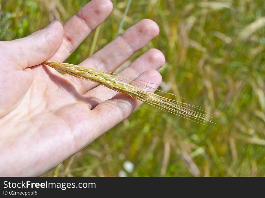 A hand with a wheat ear