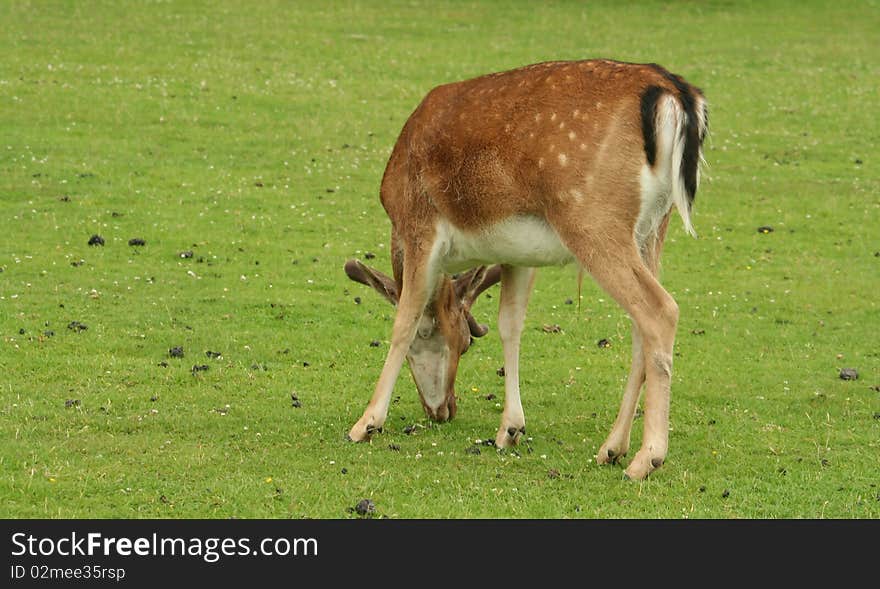 Close up of young deer feeding from the rear with copy space