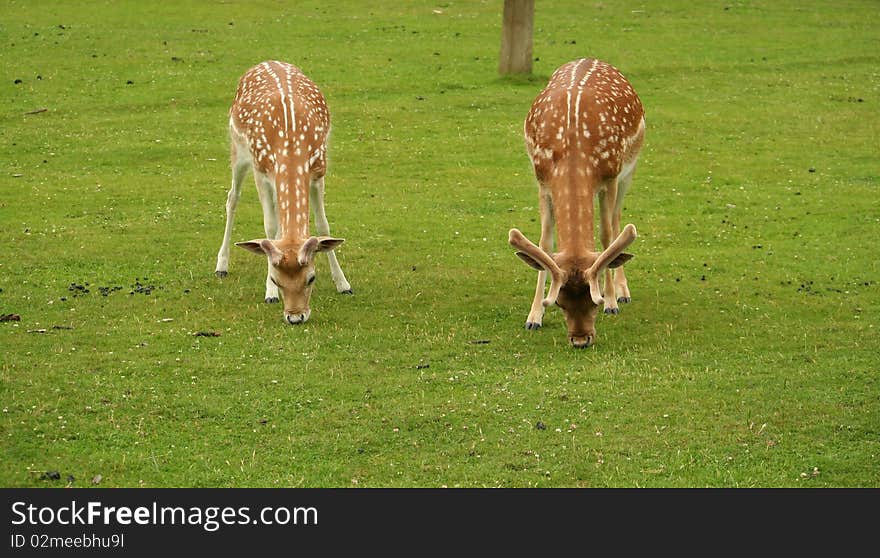 Two Deer feeding on grass.