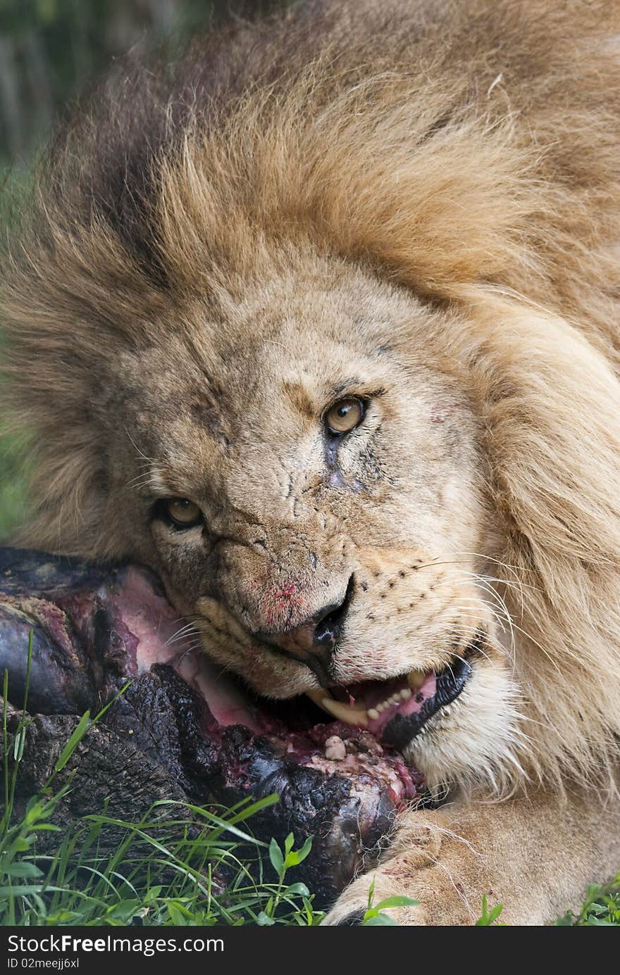 Male lion eating new meal