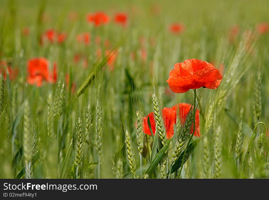 Red poppies on the field, horizontal composition, selective focus