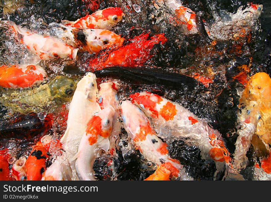 Japanese carp/Koi in pond