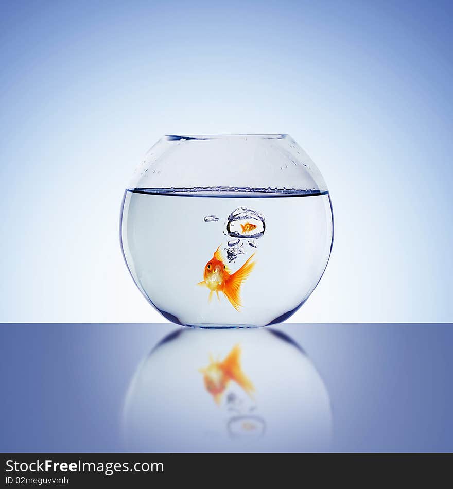 Goldfish swim